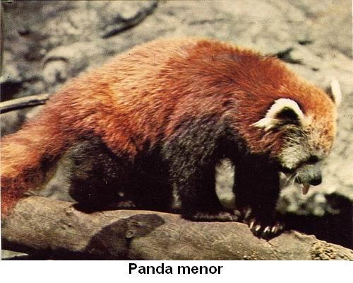 Panda menor.jpg